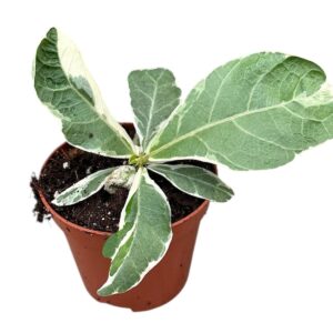 Ficus Lyrata Variegata