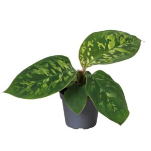 Homalomena Wallisii Camouflage