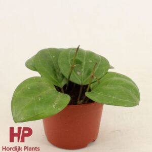 Vahalill Sarawak Cream