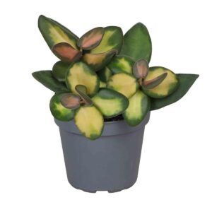 Vahalill Burtoniae Variegata