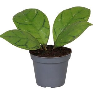 Vahalill Callistophylla