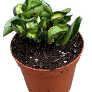 Vahalill Carnosa Compacta Mauna Loa