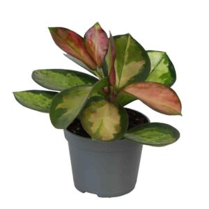 Vahalill Carnosa Tricolor