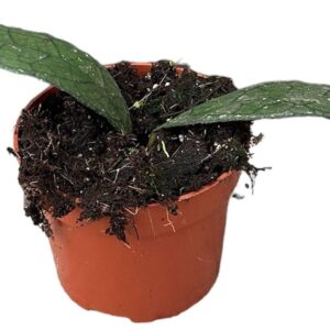 Vahalill Clemensiorum SUMATRA