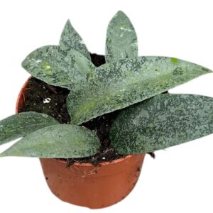 Vahalill flagellata 'Silver'