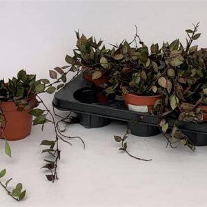 Vahalill Krohniana BLACK LEAVES