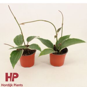 Vahalill Latifolia Albomarginata