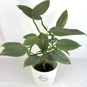 Filodendron Hastatum Silver Sword juurdumata pistik