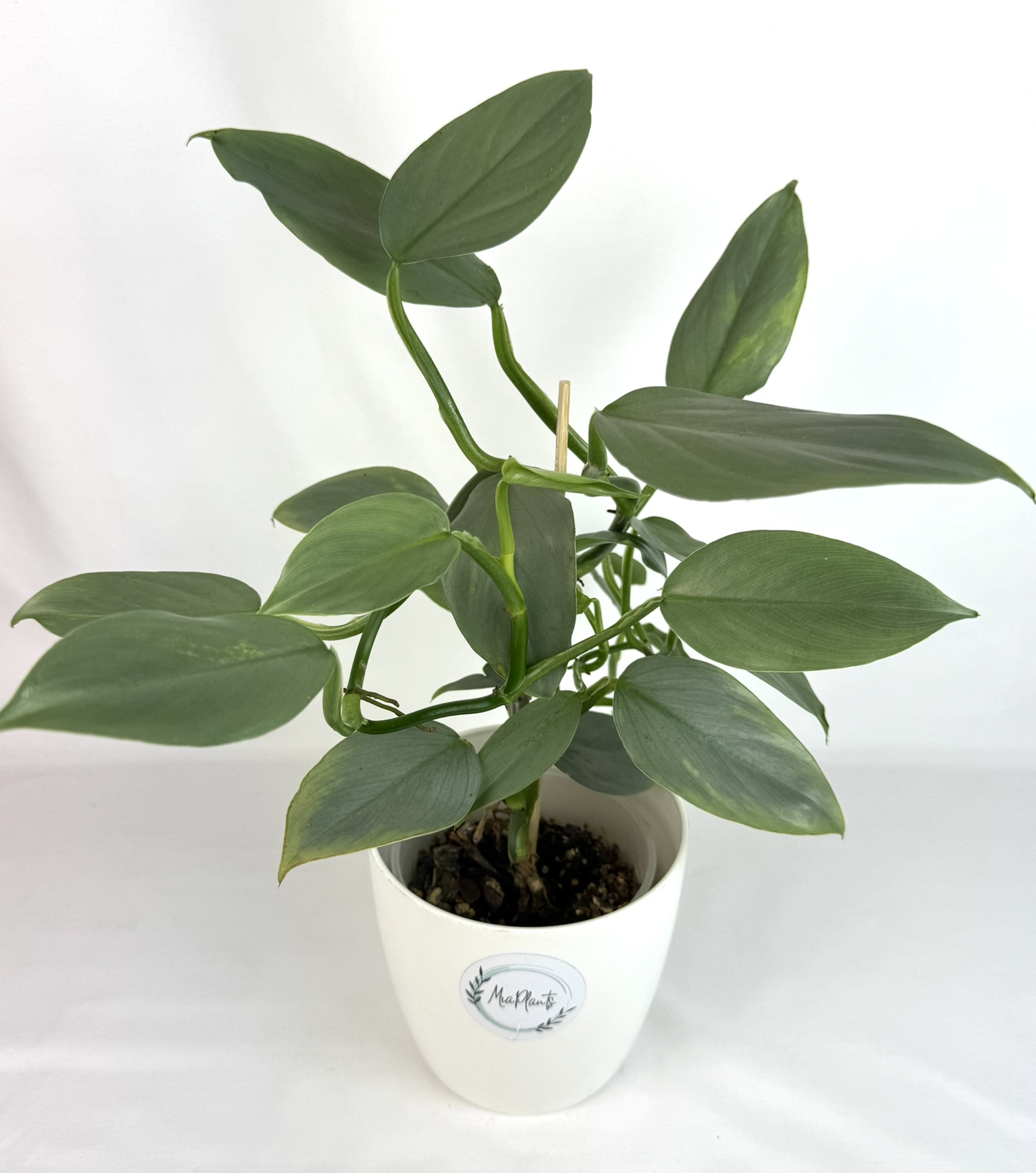 Filodendron Hastatum Silver Sword juurdumata pistik