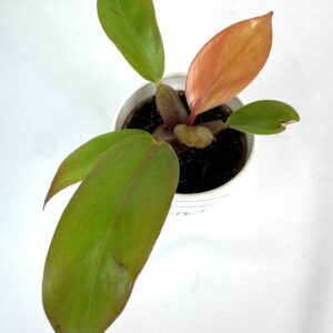 Filodendron Prince Of Orange