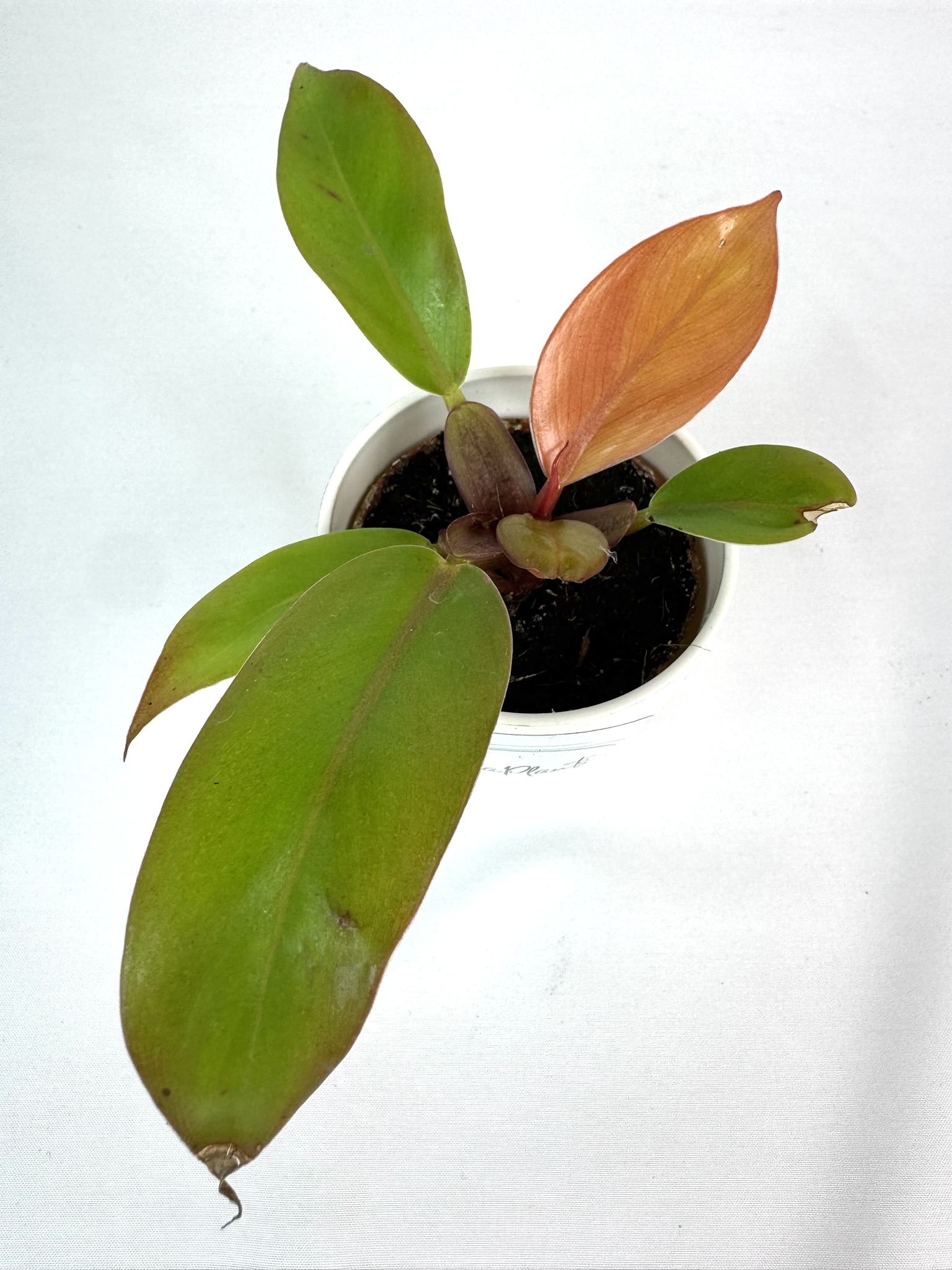 Filodendron Prince Of Orange