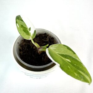 Filodendron White Princess