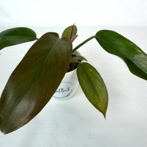 Filodendron Florida Bronze
