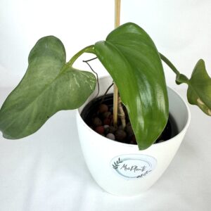 Filodendron Bipennifolium Variegata reverteerunud