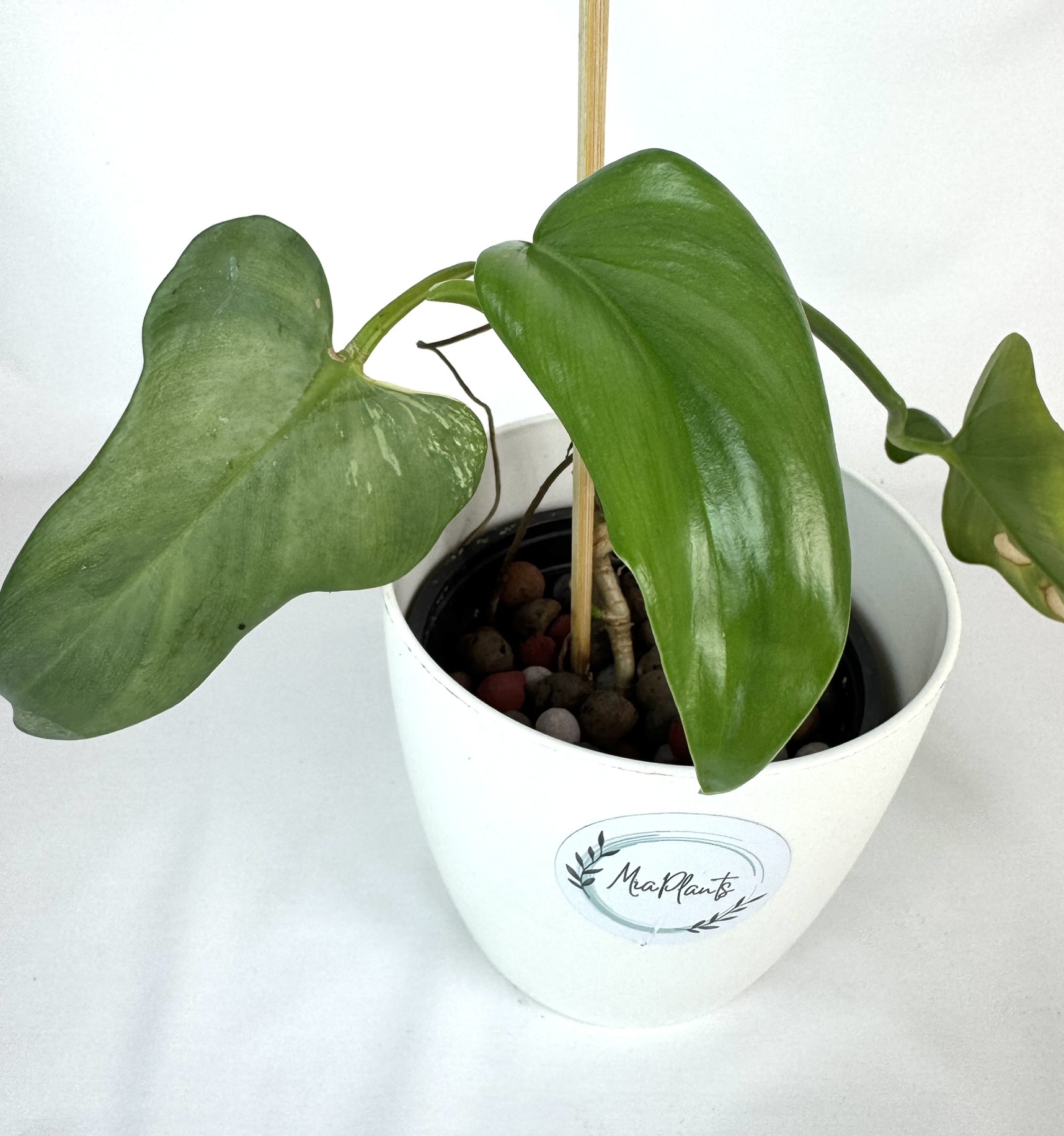 Filodendron Bipennifolium Variegata reverteerunud