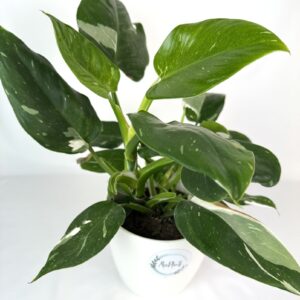 Filodendron White Princess