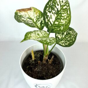Aglaonema Ivory Jade