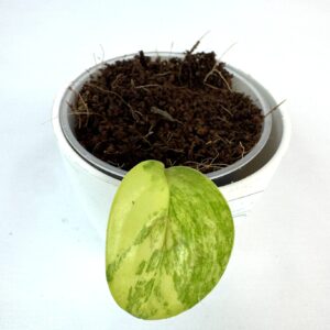 Monstera Peru Variegata