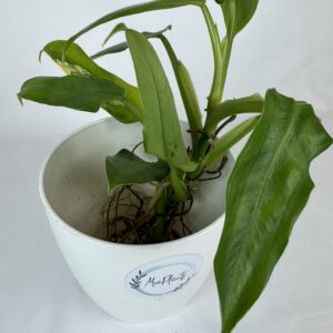 Filodendron Domestick juurdunud taim