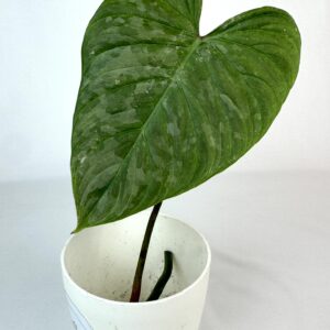 Filodendron Majestick juurdumata pistik