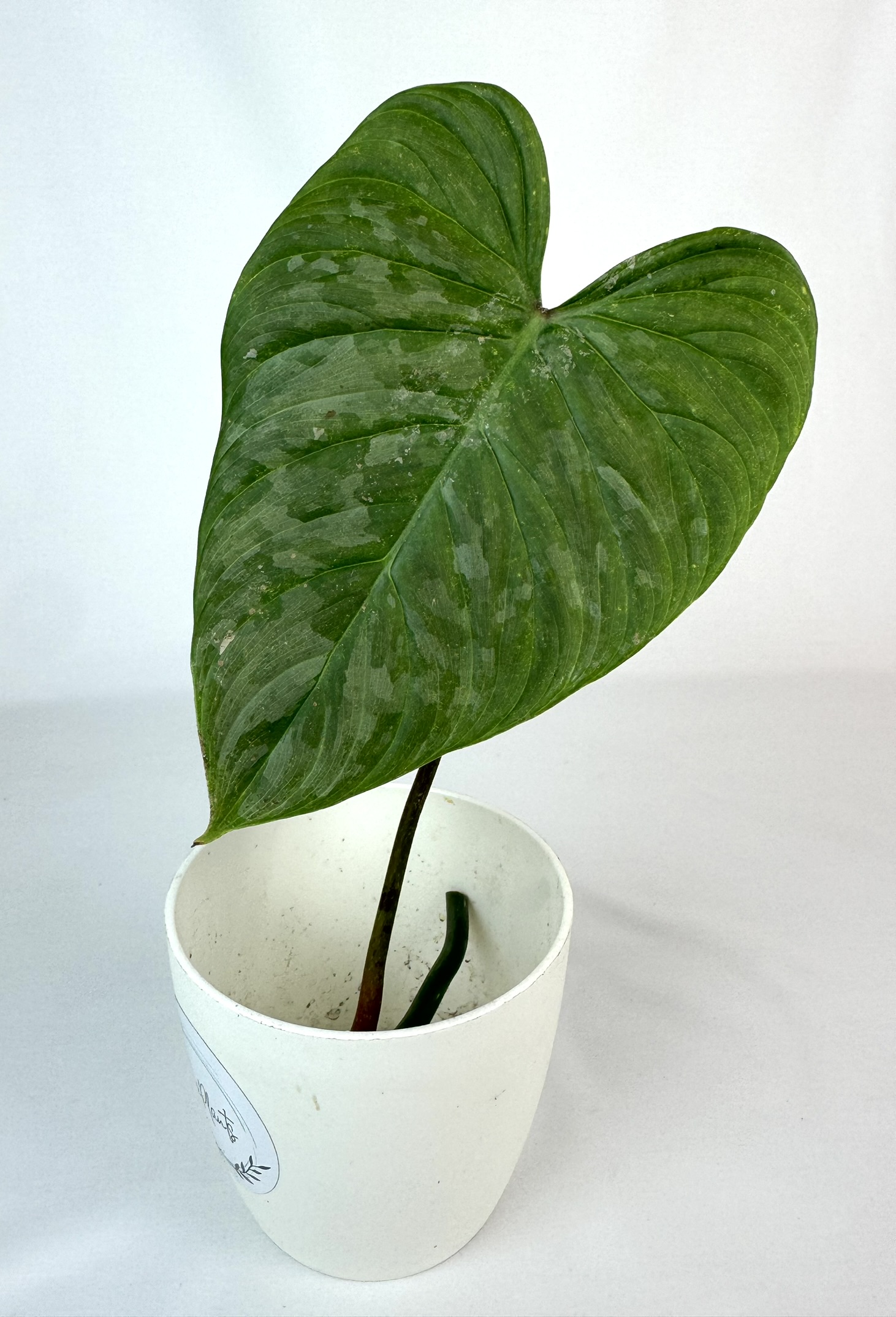 Filodendron Majestick juurdumata pistik