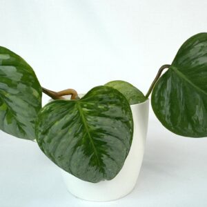 Filodendron Sodiroi juurdumata top