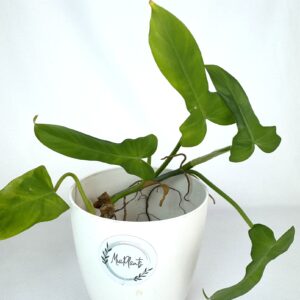 Filodendron Golden Violin juurdumata pistik