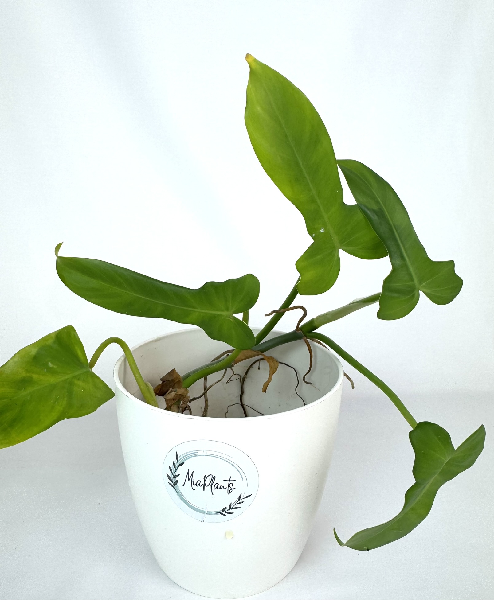 Filodendron Golden Violin juurdumata pistik