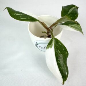 Filodendron White Knight juurdumata pistik