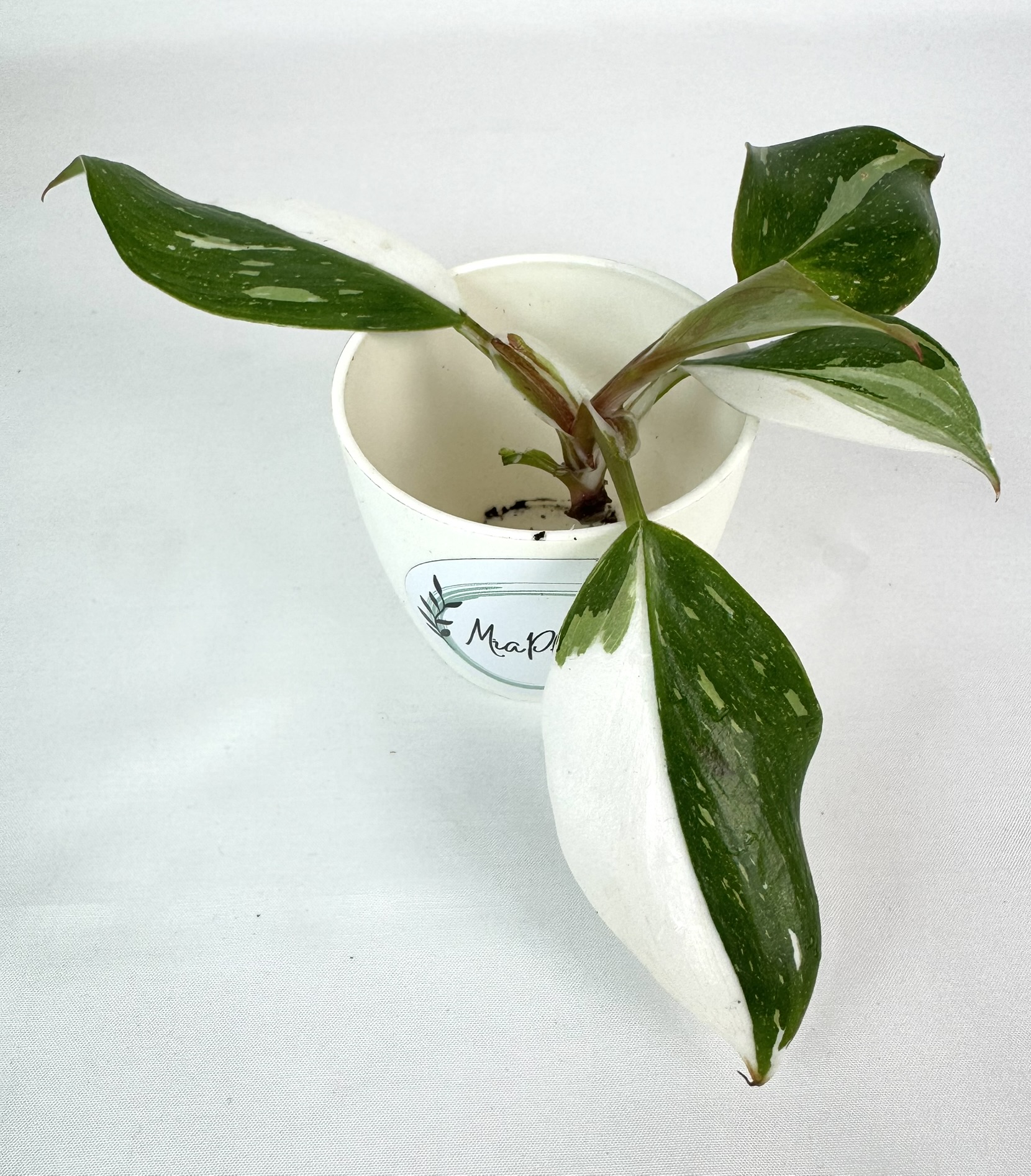 Filodendron White Knight juurdumata pistik