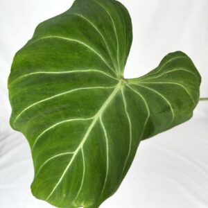 Filodendron Gloriosum juurdunud taim