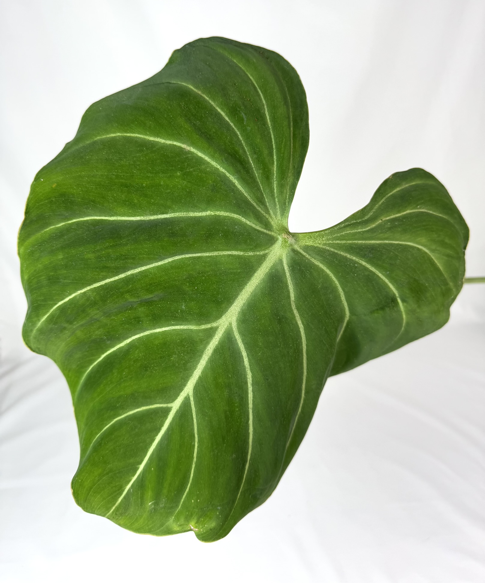 Filodendron Gloriosum juurdunud taim