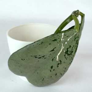 Vahalill sp. Chiang Dao Silver juurdumata pistik