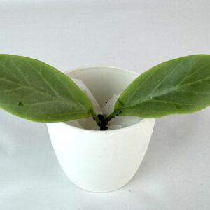 Vahalill Obscura Cryptic Chrome juurdumata pistik