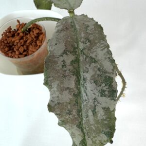 Vahalill Undulata Silver juurdumata pistik