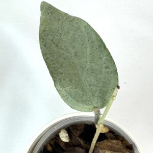 Vahalill Caudata Argene