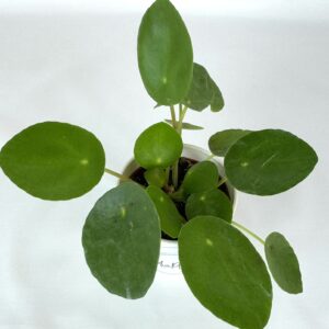 Pilea peperomioides