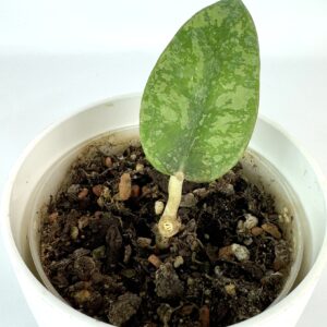 Vahalill Silver Dollar