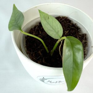 Epipremnum Cebu Blue