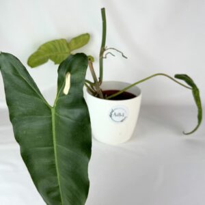 Filodendron Paraiso Verde