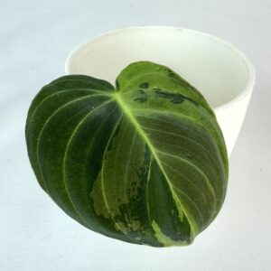 Filodendron Melanochrysum Variegata juurdumata pistik