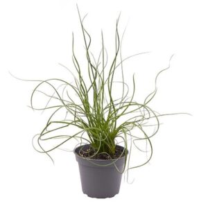 Juncus Effusus Spiralis