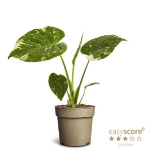 Monstera Thai Constellation
