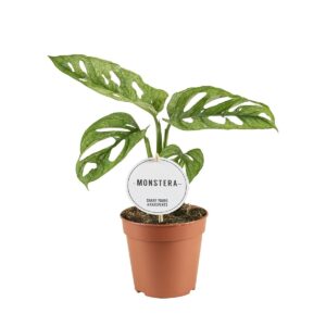Monstera Adansonii MINT