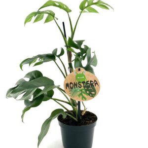 Rhaphidophora Tetrasperma