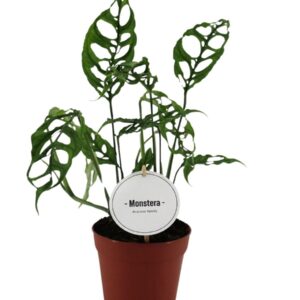 Monstera Obliqua Peru