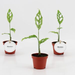 Monstera Obliqua Peru