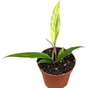 Philodendron Caramel Marble