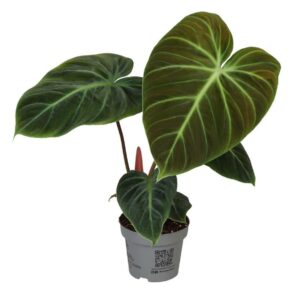 Filodendron El Choco Red