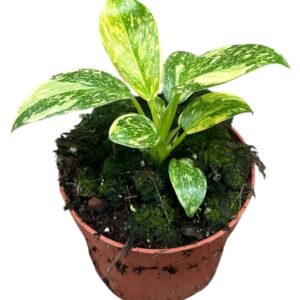 Filodendron Green Congo